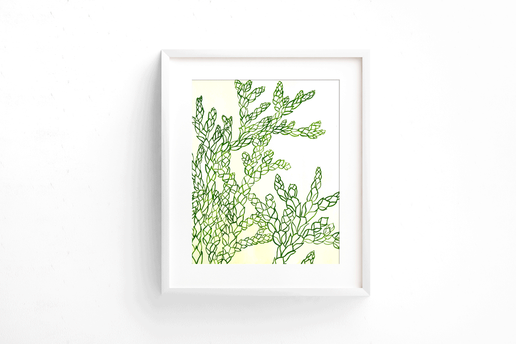 Botánica Thuja Standishi - Imagen 3