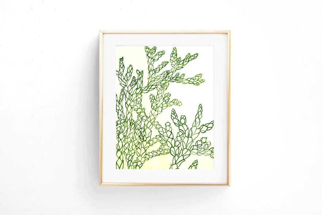 Botánica Thuja Standishi