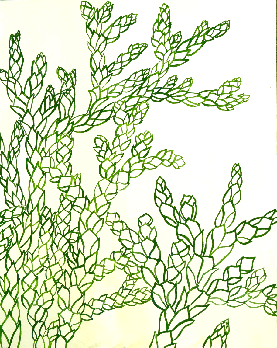 Botánica Thuja Standishi - Imagen 2