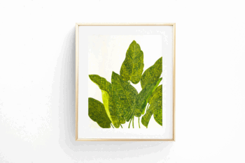 Botánica Calathea Musaica