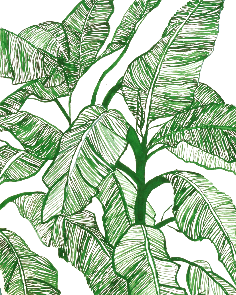 Botánica Musaceae - Imagen 2