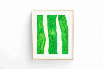 Botánica Nephrolepsis Exaltata