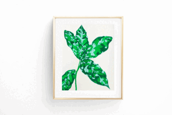 Botánica Anglaonema Pictum Tricolor