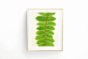 Botánica Asplenium Trichomanes